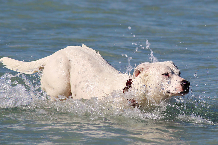 anjing, laut, berenang, melompat, laut, air, Pantai