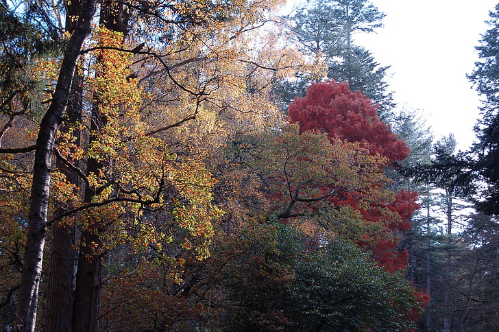 가, 트리, 숲, 잎, 단풍, 잎, 국가