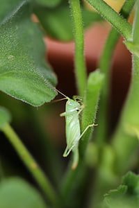 grasshopper, insect, green, animal