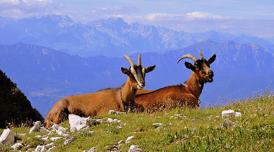 Capra, mis asub, Prato, mäed, mägi, roheline, loomade