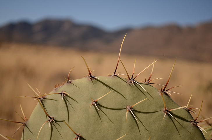 кактус, Аризона, пустиня
