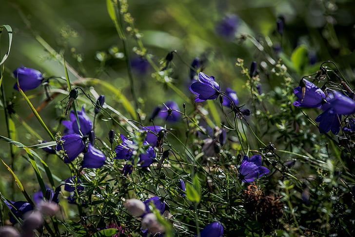 kerek levelű bellflower, harangvirág rotundifolia, virág, kék, hegyes virág, természet, Blossom