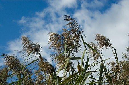 Reed, skyer, himmelen, natur, vind