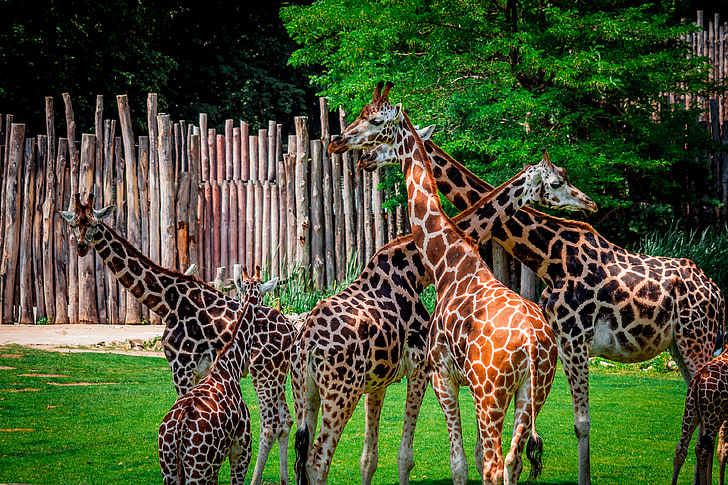 Zoo, žirafa, stádo, mnoho, skvrnitý, velké, zvíře