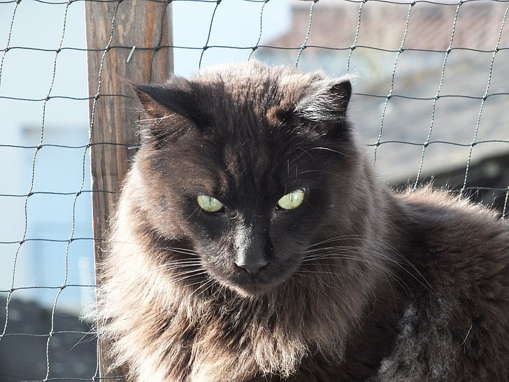 kat, zwart, huisdier, de ogen van de kat, Maine coon, langharig kat, huisdieren