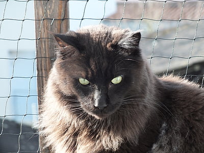 pisica, negru, animal de casă, ochii pisica, Maine coon, Longhair pisică, animale de companie