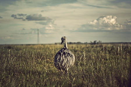 ostrich, bird, large, alone, animal, meadow, nature