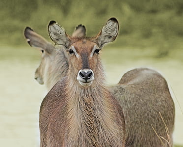 Waterbuck, Kruger, vilda djur, Park, Mpumalanga
