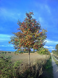 tree, autumn, berries, away, landscape, tree in the fall, mood