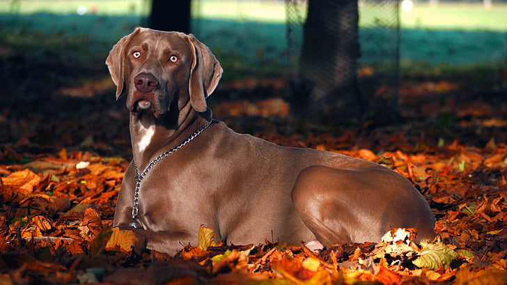 Braco de Weimar, perro, otoño, caída, animales de compañía, naturaleza, al aire libre