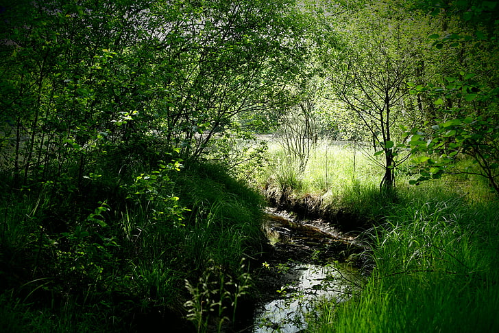 Bourne, verd, paisatge, arbres, l'estiu, als voltants de l'estany, sol