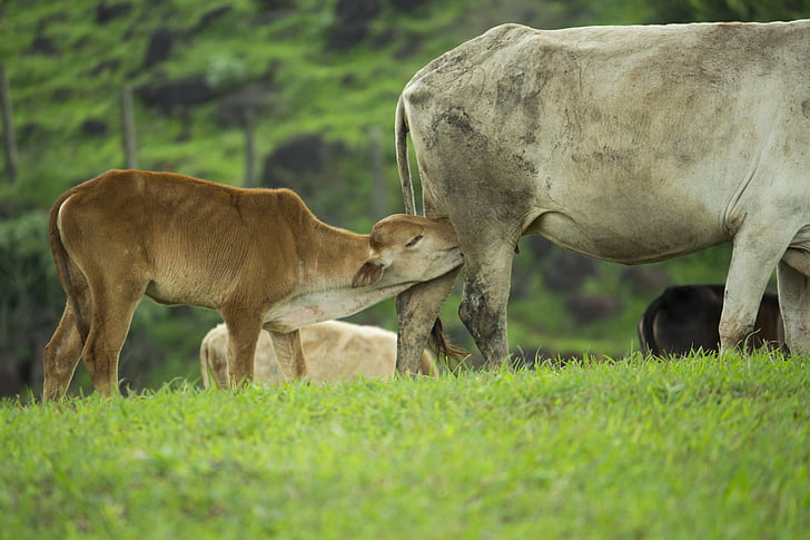 kalv, fôring, ku, mor, beite, Baby dyr, natur