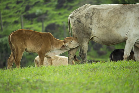 kalf, voeding, koe, moeder, grasland, baby dier, natuur