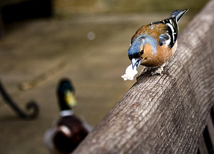 động vật, chim, chaffinch, ăn uống, vịt cổ xanh, perched, con chim