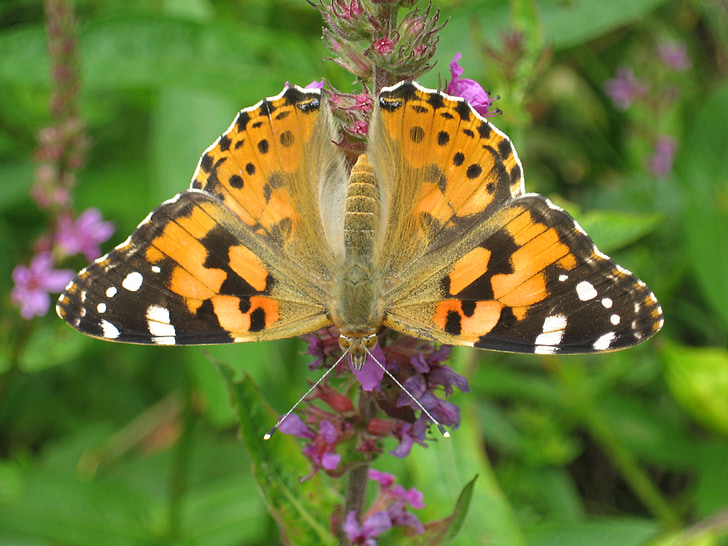 Painted lady, sommerfugl, Cynthia cardui, insekt, ENG, natur, Butterfly - insekt