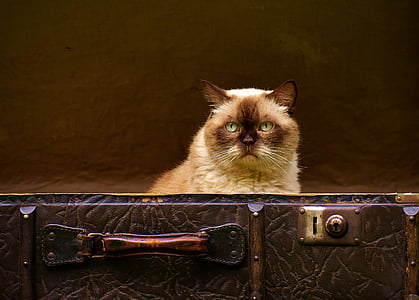 Bagāžas, antīks, kaķis, British shorthair, jautrs, ziņkārīgs, ādas
