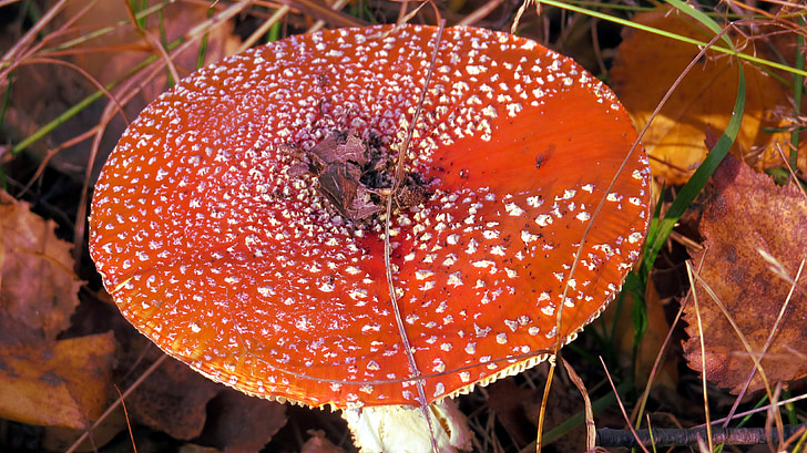 cogumelo, Amanita, vermelho, floresta, vegetação rasteira, folhagem, cores