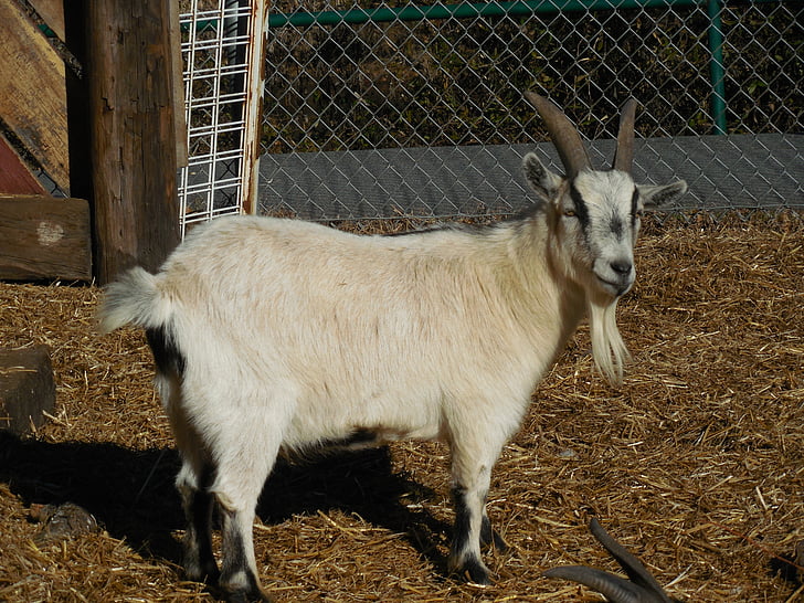 goat, animal, farm, livestock, rural, cattle, pet