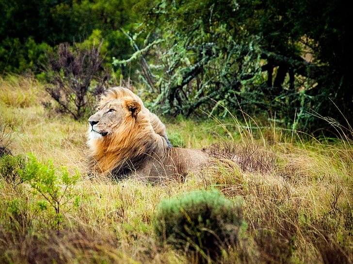 løve, Sør-Afrika, Safari, dyreliv, villkatt, Savannah, katten