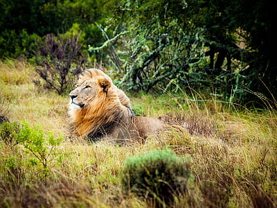 Liūtas, Pietų Afrika, Safari, Laukiniai gyvūnai, Laukinė katė, Savana, katė