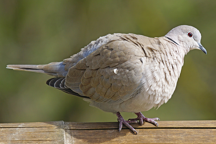 dove, collared, bird, turtle dove, standing, aufplustern, streptopelia decaocto