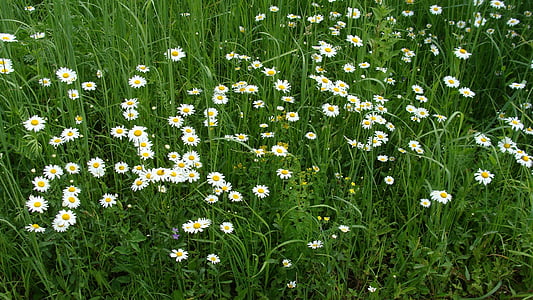 glade, grass, nature, flowers, white, flower, meadow