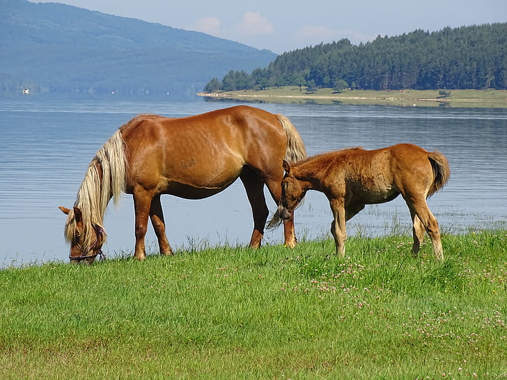 paarden, dieren, natuur, water, paard, dier, grasland