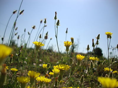 flowers, ceu, flower of the field, nature, flower, summer, yellow
