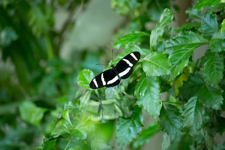 vlinder, vlinders, natuur, vleugels, zwart, Tuin, groen