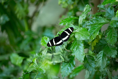 borboleta, borboletas, natureza, asas, preto, jardim, verde
