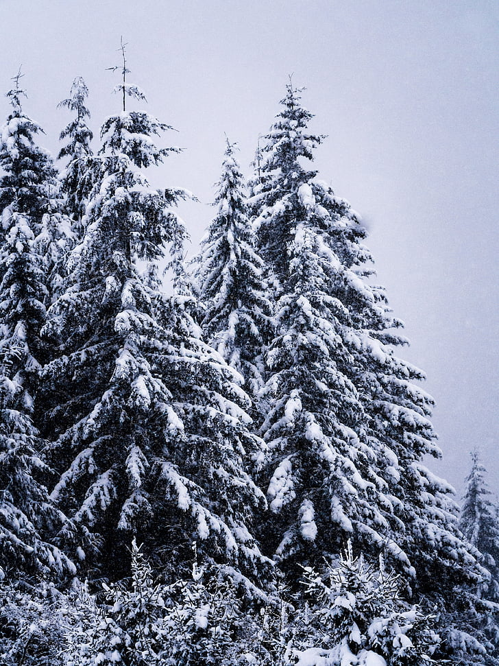inverno, pino alto, paesaggio, albero, freddo, legno, all'aperto