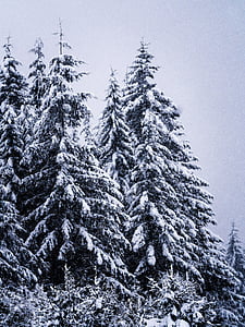invierno, pino alto, paisaje, árbol, frío, madera, al aire libre