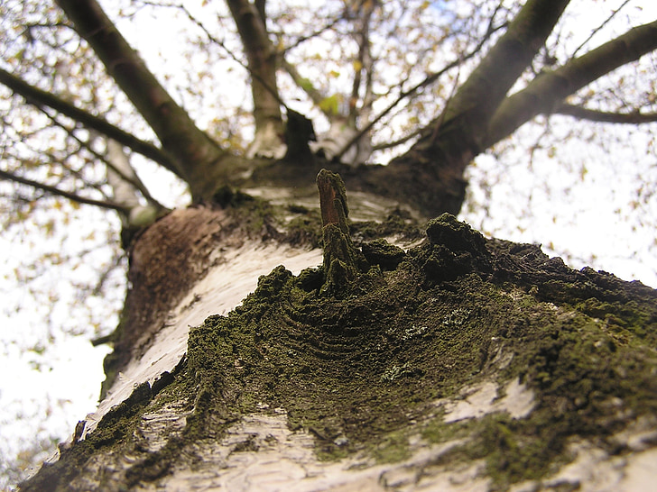 Birch, ke langit, pohon, estetika