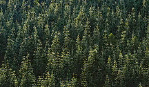 pine, trees, field, green, plant, nature, forest