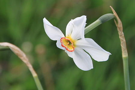 Daffodil, bunga, Narcissus, putih, kuning, tanaman, musim semi