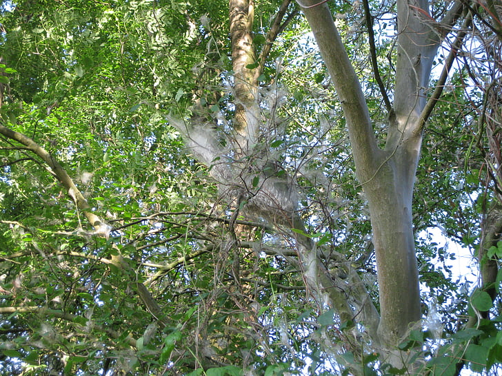 hermelín, strom, Príroda