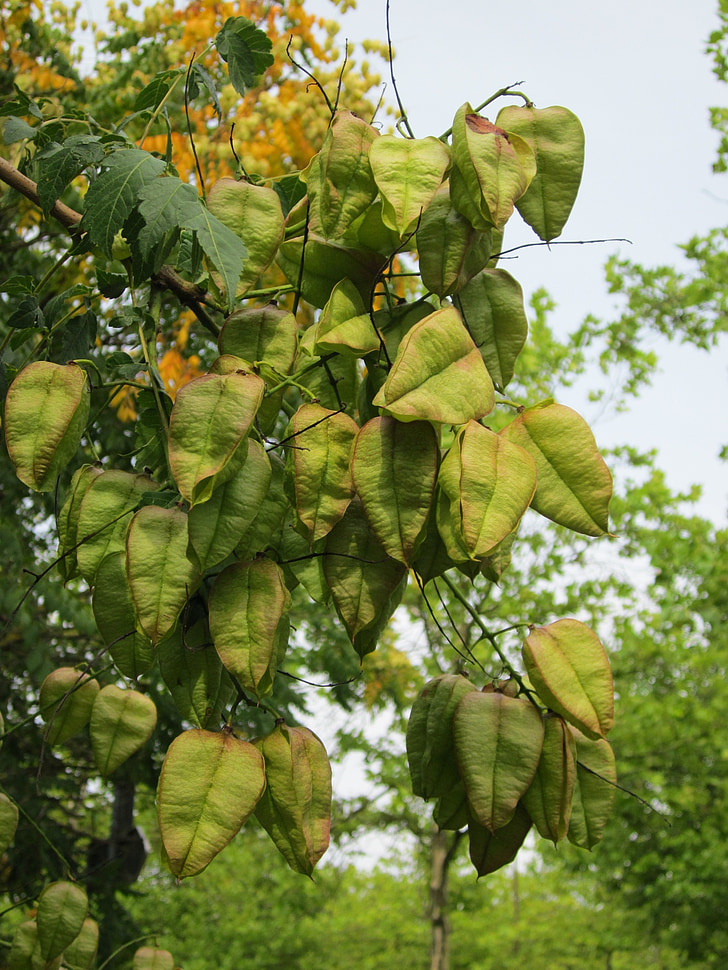 Koelreuteria paniculata, goldenrain tree, arbre de Chine, fierté de l’Inde, arbre de vernis, flore, botanique