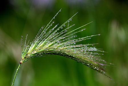 spike, drops, dew, green, plant, nature, green color