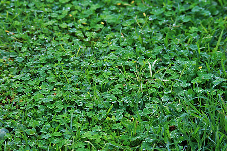 pelouse, herbe, vert, DROPS numéro, pluie, scintillant