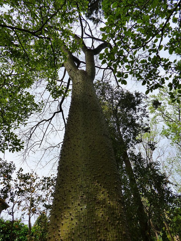 Forio, Botanická zahrada, strom chorisia speciosa