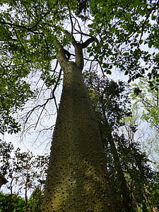 Forio, Botanički vrt, stablo chorisia speciosa