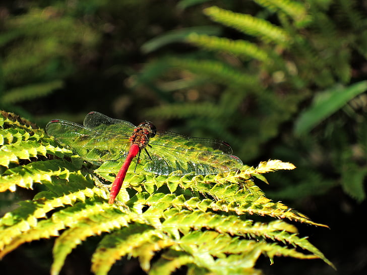 Dragonfly, červená vážka, podzim, Hora, nekitonbo, léto, zelená barva