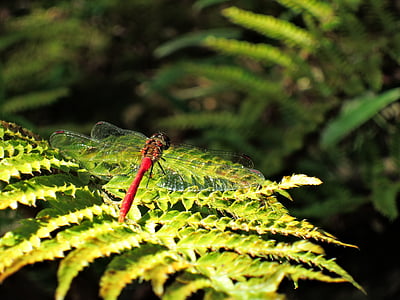 libélula, libélula roja, otoño, montaña, nekitonbo, verano, color verde