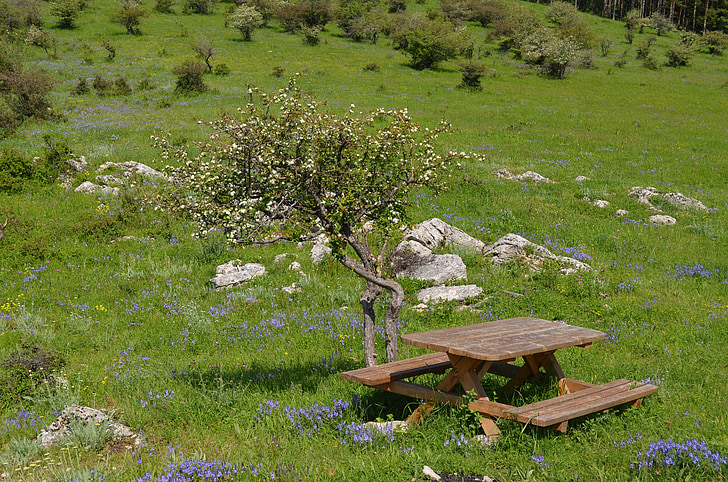 Vratsa, Parque natural, Prado, Banco de, lugar de picnic, verde, flores