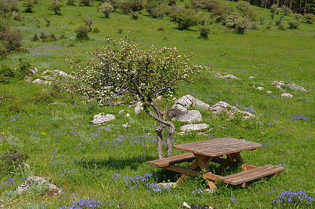 Vratsa, Natural park, ENG, bænk, picnic spot, grøn, blomster