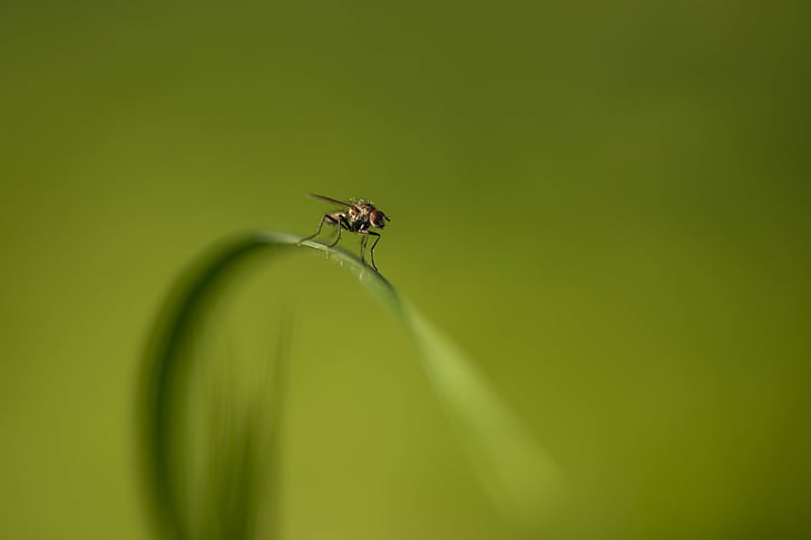 sight, fly, nature, insects, macro
