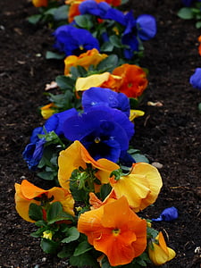 maceška, Viola wittrockiana, květiny rostliny, fialová, Viola, fialový rostlina, Violkovité
