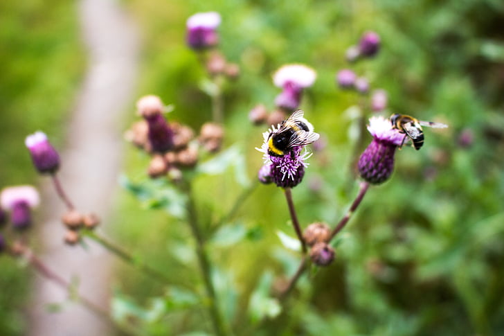 Pszczoła, Latem, trzmiel, owad, kwiat, pyłek, zapylanie