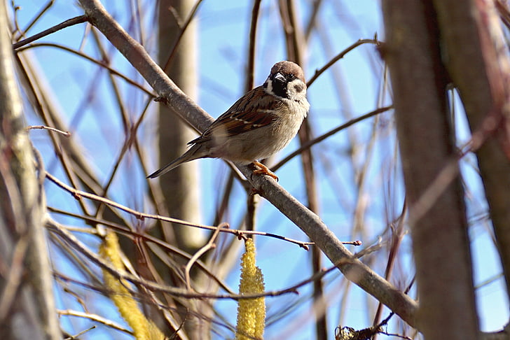 Sparrow, oiseau, animal, nature, aile, fermer, plumage