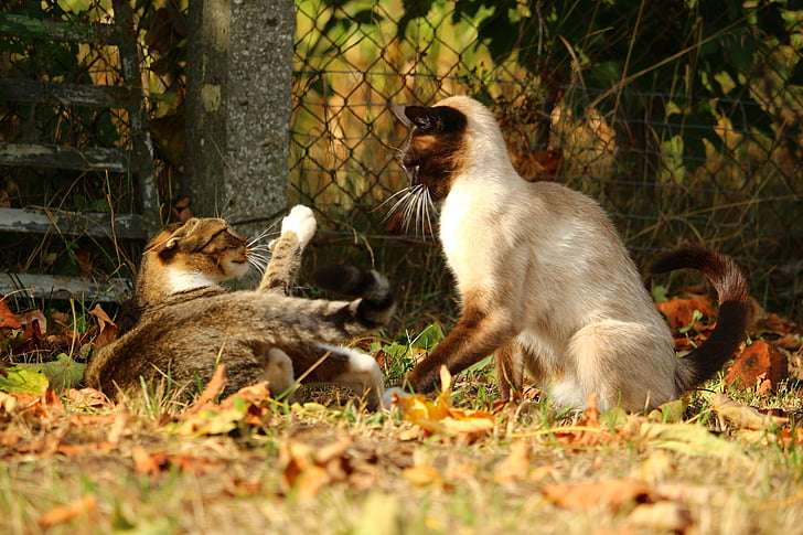 mačka, Siam, plemeno mačky, siamská mačka, mačka boj, mieze, siamské
